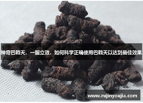 神奇巴戟天,一服立效,如何科学正确使用巴戟天以达到最佳效果 神奇巴戟天,一服立效,如何科学正确使用巴戟天以达到最佳效果